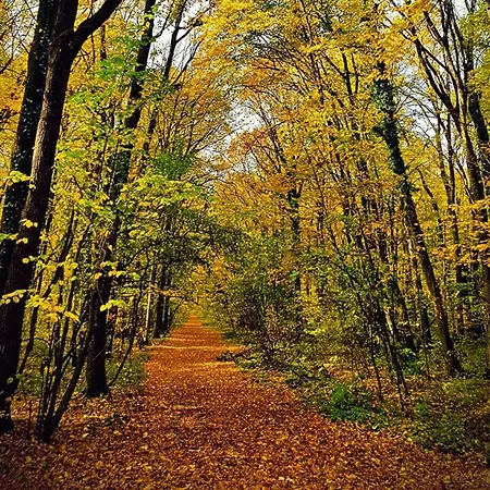 Aze - Business * Bucarest