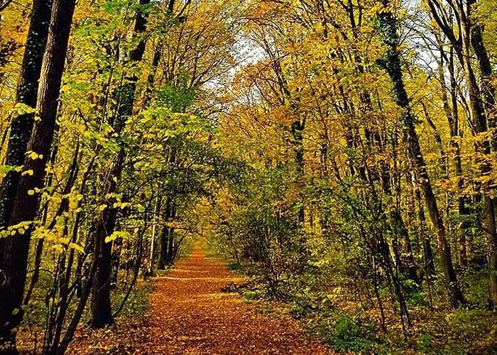 Aze - Business * 부쿠레슈티